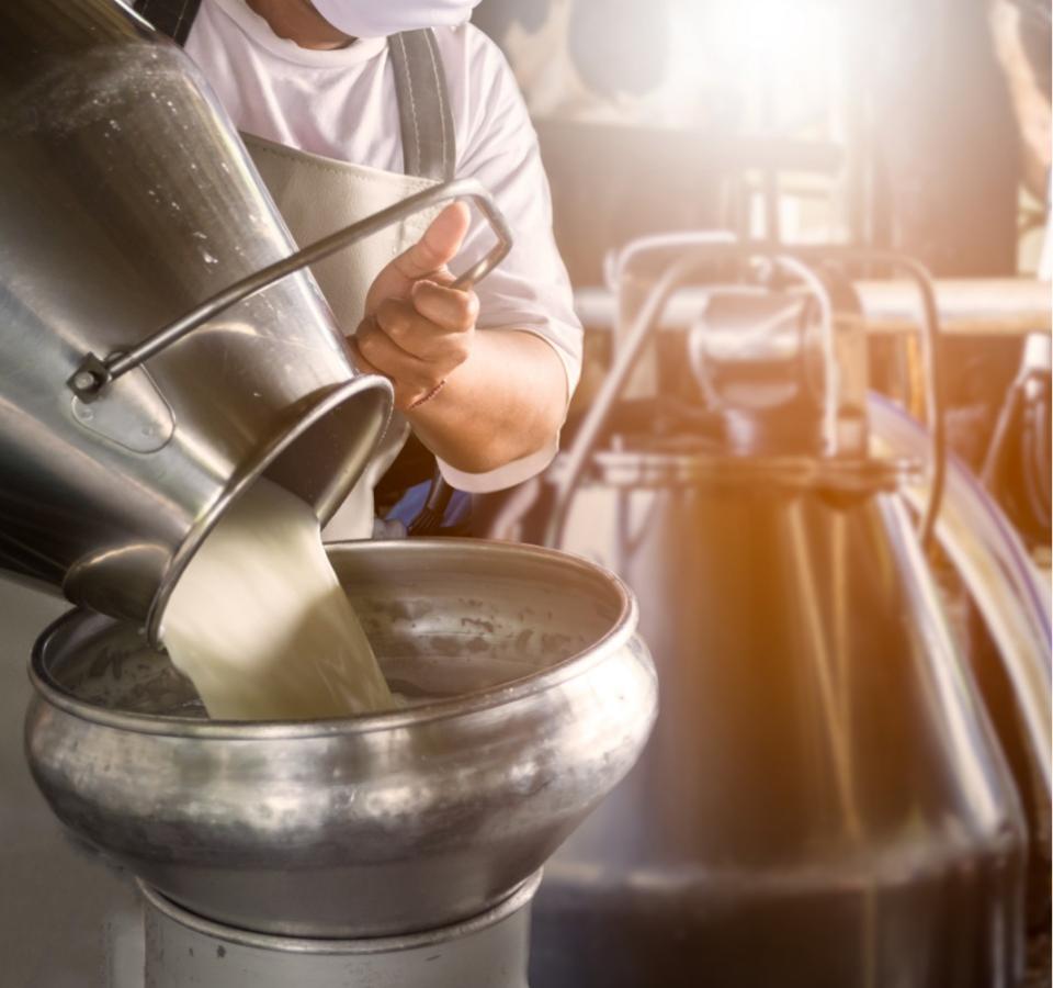 Pouring fresh milk into a stainless steel container in a dairy.